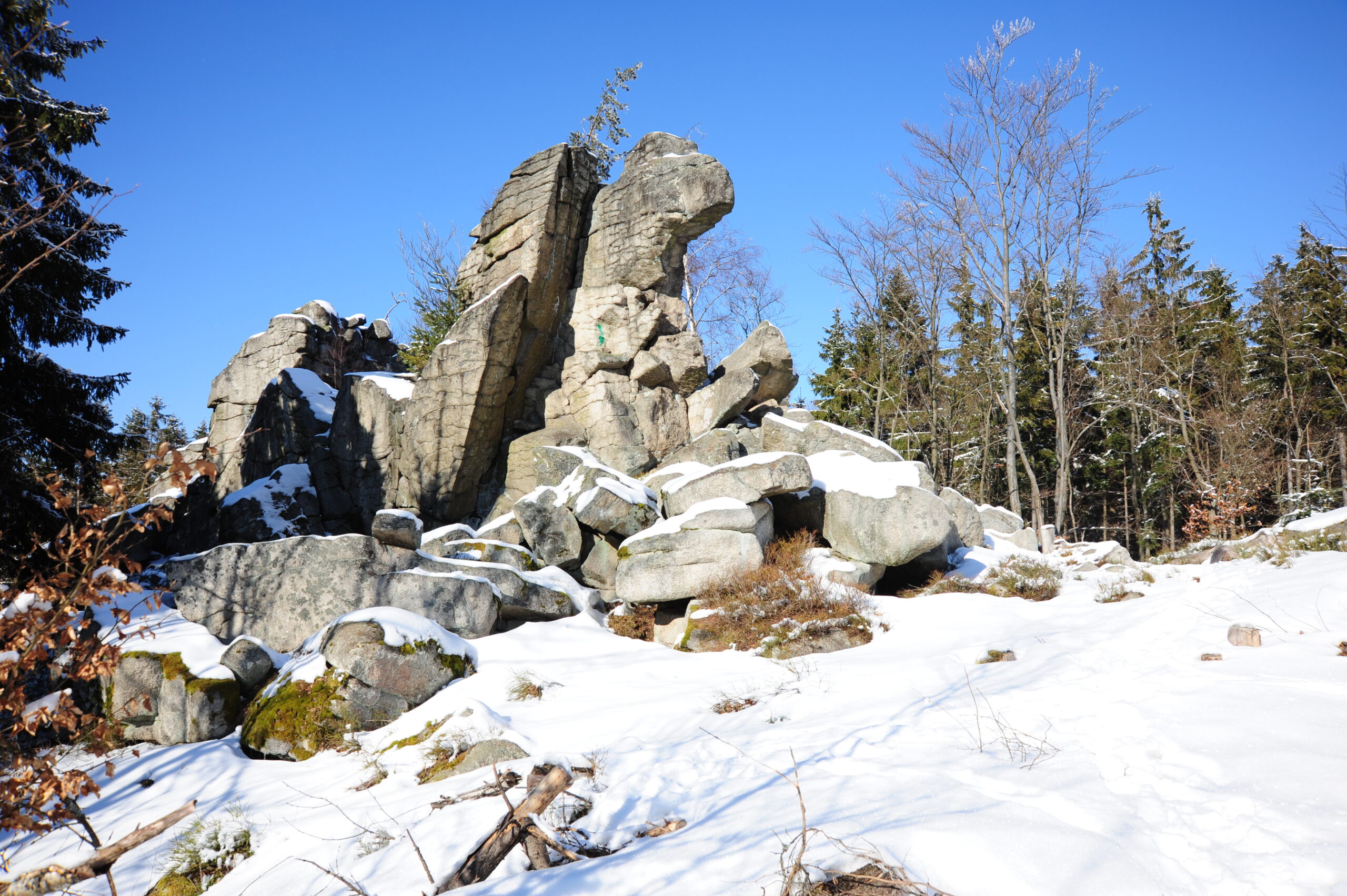 Zipfltanne im Winter
