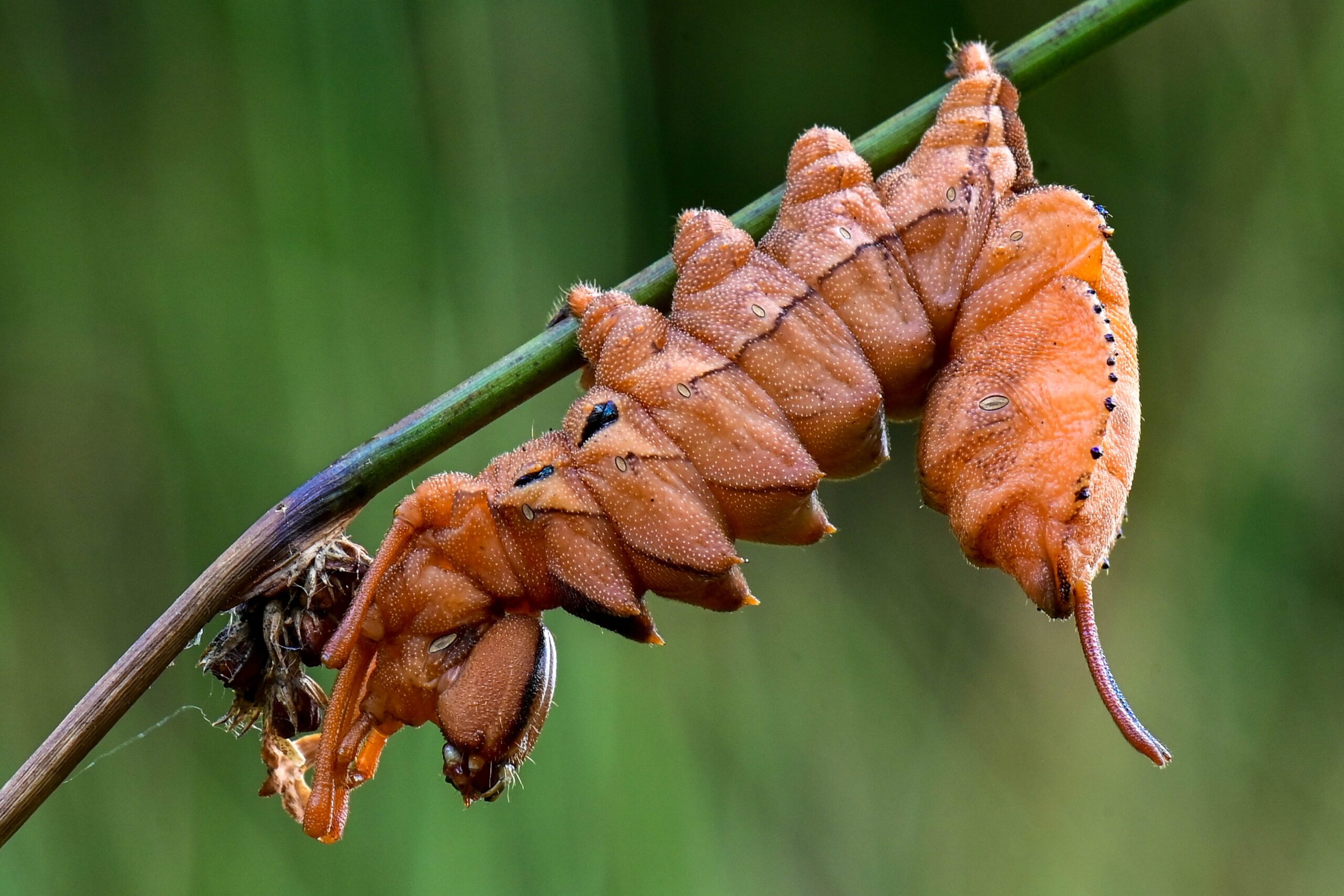 Metamorphose
