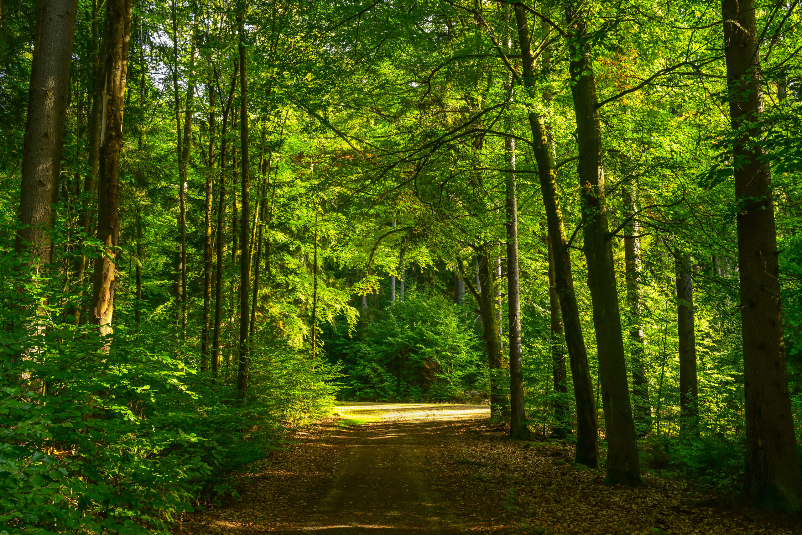 Herbstspaziergang im Steinwald